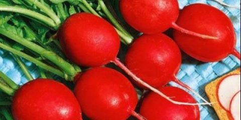 Rotkvice na prozorskoj dasci: uzgoj zimi, u proljeće, u stanu, na balkonu, kod kuće, sjetva i njega