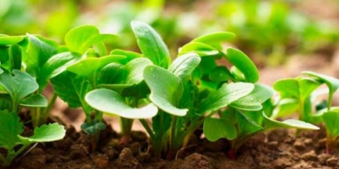 Rotkvice: sadnja i njega na otvorenom terenu, datumi sjetve u martu, aprilu, tajne uzgoja, shema sadnje