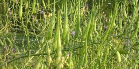 Zelena rotkvica (javanska): opis, recenzije, fotografija