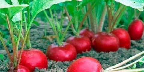 Rotkvice otporne na pucanje (ne pucaju): sorte sa opisima i fotografijama