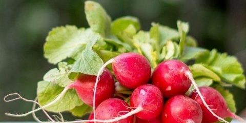 Rotkvica - šta je to