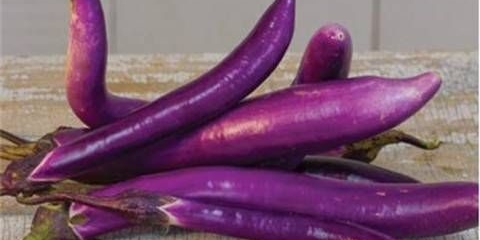 Rijetke sorte i sjemenke patlidžana