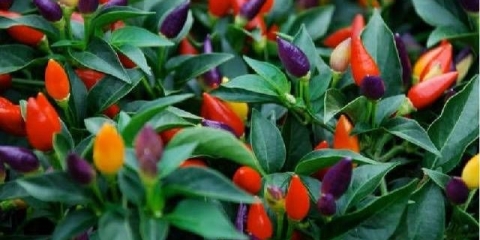 Rijetke sorte paprike