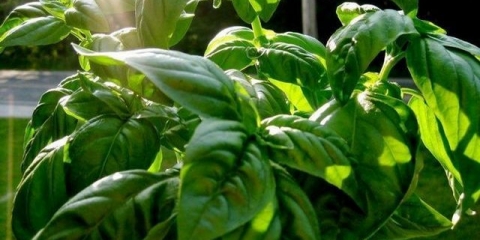 Reganova trava: opis, svojstva i upotreba