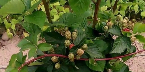 Popravak blackberry prime arc slobode: opis, karakteristike, reprodukcija, video, recenzije