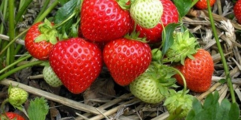 Remontantne jagode: najbolje sorte