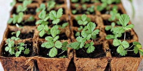 Remontantne jagode - uzgoj i njega