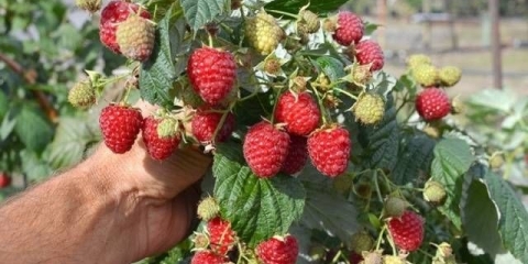 Repair raspberry himbo top