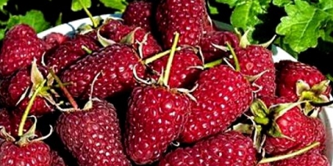 Popravka maline - sadnja i njega na otvorenom terenu