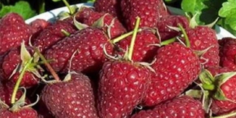 Popravak šešira monomakh maline: uzgoj i njega