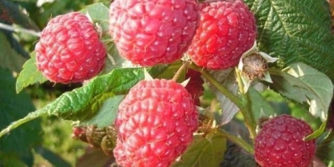 Popravka maline vatrene ptice