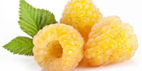 Remontantne maline žutih sorti: recenzije