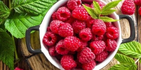 Remontantne sorte maline za kuban