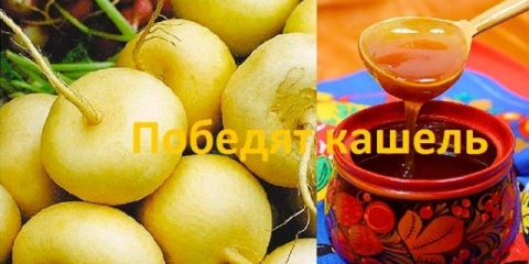 Repa sa medom protiv kašlja za djecu i odrasle: kako kuhati, kako uzimati