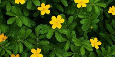 Agrimonija biljka: opis, svojstva i primjena