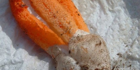 Rešetkasti stubovi: opis i fotografija, jestivost