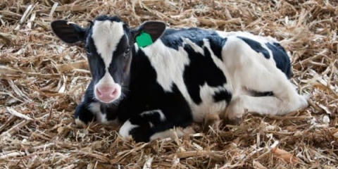 Gumene prostirke za stoku od proizvođača, za štale ruske proizvodnje