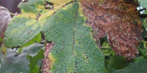 Ridomil gold mc: upute za upotrebu za grožđe