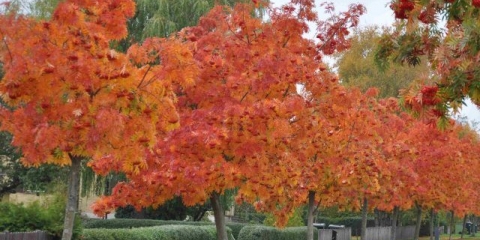 Rowan dodong: opis, recenzije