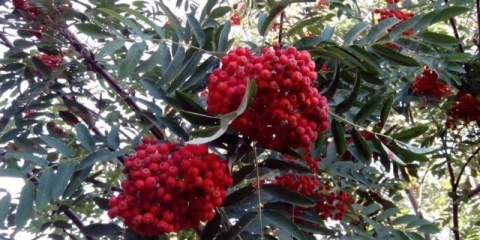 Planinski šipak: opis sorte, fotografije i recenzije