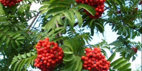 Rowan nevezhinskaya: opis sorte, fotografije, recenzije