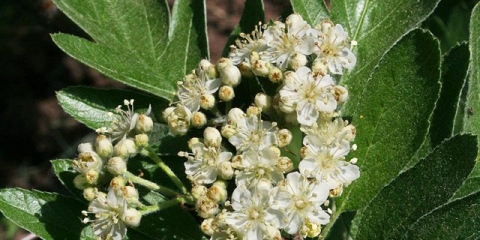 Rowan rubin: fotografija i opis