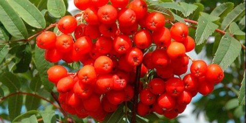 Rowan: sorte sa fotografijama i opisima