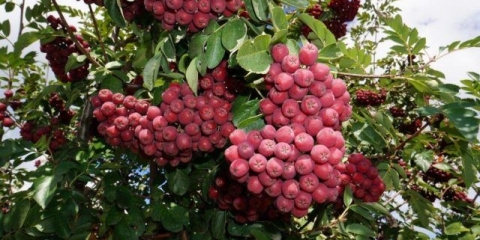 Rowan titanium: opis sorte, fotografija