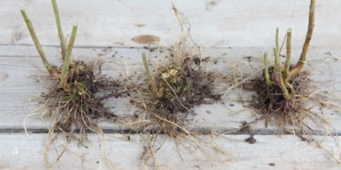 Fieldfare rowanberry sem: opis, sadnja i njega, fotografija