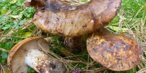 Row gigant: fotografija i opis, upotreba