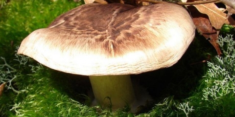 Podkovano veslanje: gdje raste u rusiji, kako izgleda, kako ga pronaći