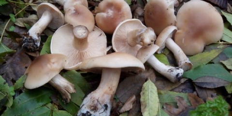 Red roze: fotografija i opis