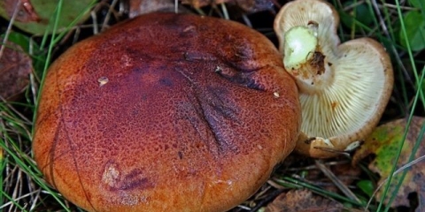 Ryadovka crvena: fotografija i opis