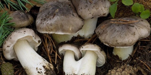 Red sivi: fotografija i opis, priprema za zimu