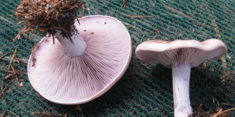 Ryadovka sivkasto-jorgovana: opis i fotografija