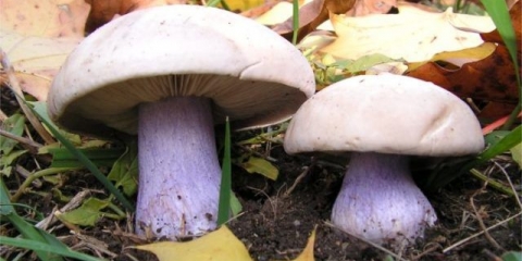 Ryadovka plava stopala (ljubičasta stopala): opis i fotografija