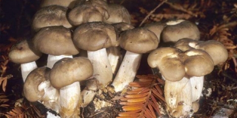 Gužva u redu: fotografija i opis