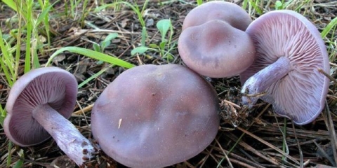 Korov ili prljav (lepista sordida): fotografija i opis gljive