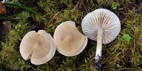 Smrdljivo veslanje: fotografija i opis gljive