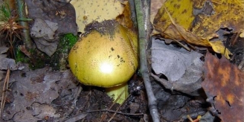 Ryadovka zelenka: fotografija i opis, kuhanje