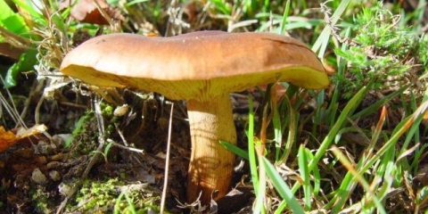 Red žuto-smeđi: fotografija i opis, kako kuhati