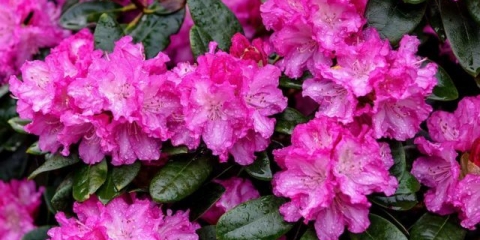 Rododendron: bolesti i liječenje, fotografija