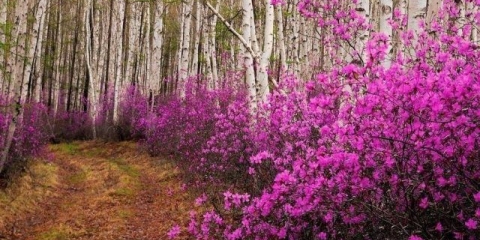 Rododendron dahurian: fotografija, sadnja i njega, reprodukcija