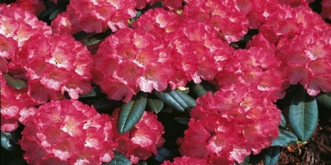 Rododendron fantazija: sadnja i njega, zimska otpornost, fotografija