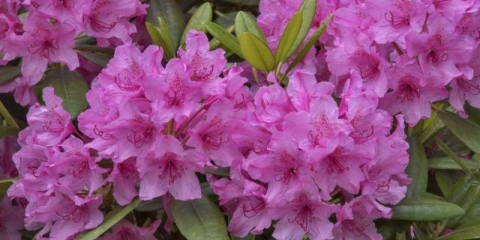 Rododendron hag: opis, njega, fotografija