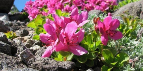 Rhododendron kamchatka: fotografija, opis, sadnja i njega