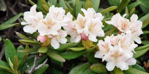 Kavkaski rododendron: ljekovita svojstva i kontraindikacije