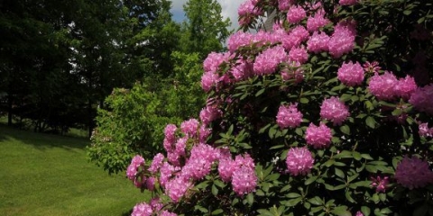 Najveći rododendron: fotografija i opis, sadnja i njega