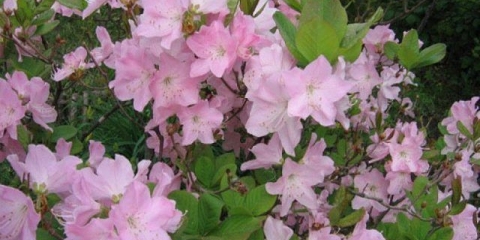 Rhododendron ledebur: fotografija, karakteristike, zimska otpornost, sadnja i njega