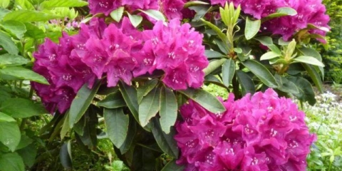 Rododendron: sorte otporne na mraz sa fotografijama